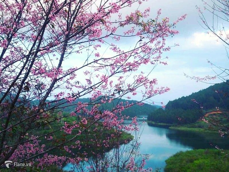 Hoa Mai Anh Đào Đà Lạt khu vực bờ hồ Tuyền Lâm