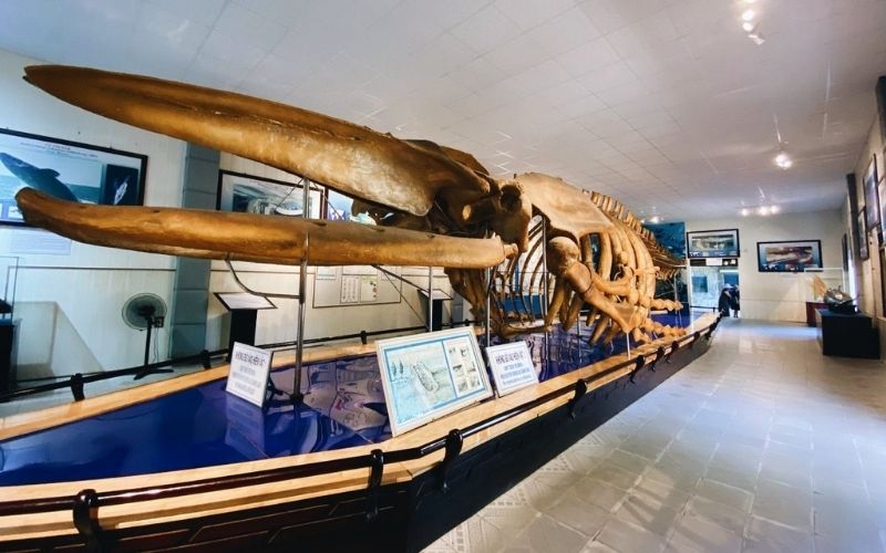 Xác cá voi dài 18m tại bảo tàng (Ảnh sưu tầm)