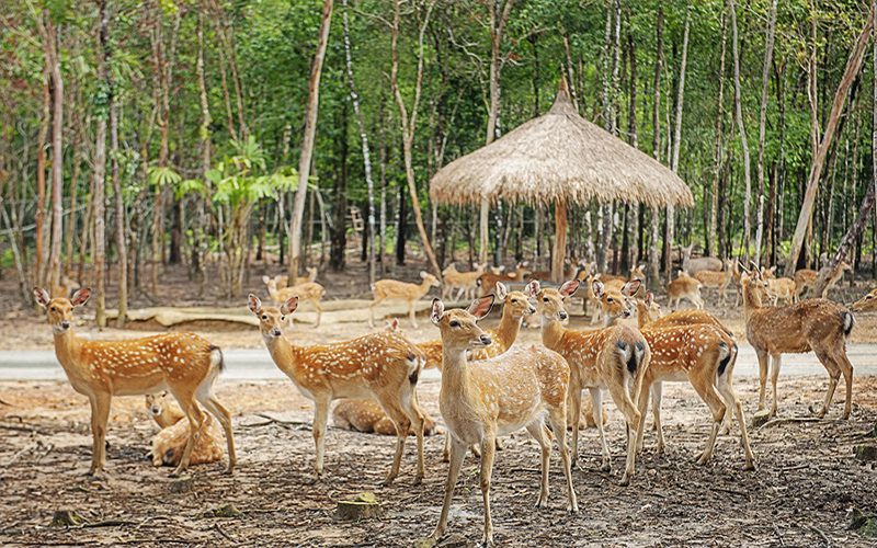 Sở thú có quy mô lớn hàng đầu Việt Nam