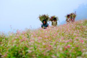 Lễ hội hoa tam giác mạch Hà Giang - những điều bạn cần biết