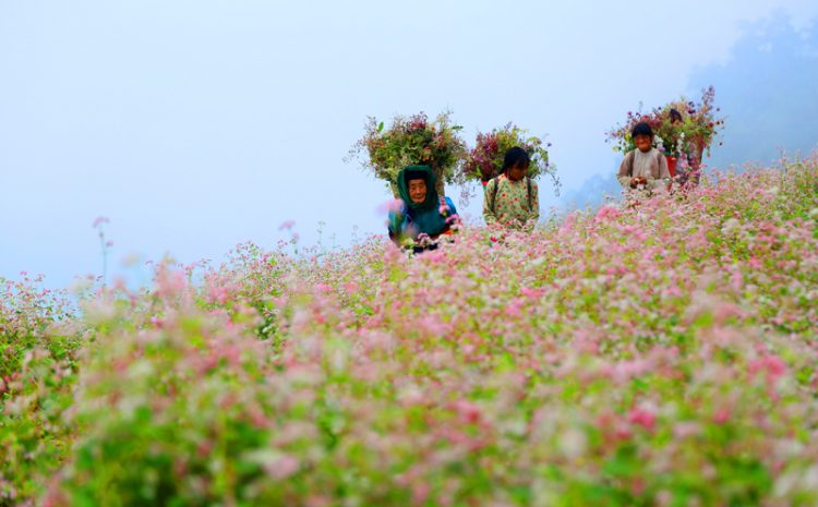  Lễ hội hoa tam giác mạch Hà Giang – những điều bạn cần biết