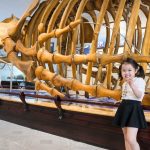 Bộ xương hoá thạch cá voi viện Hải Dương Học