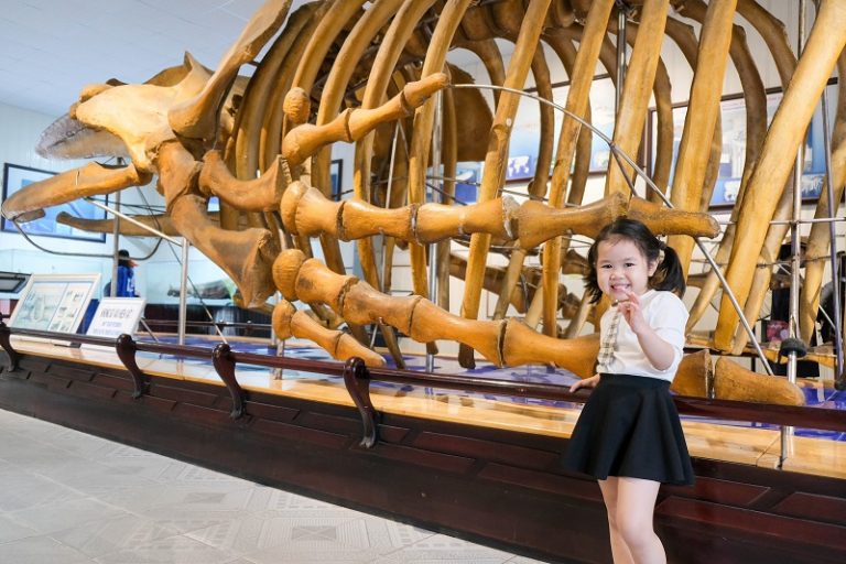 Bộ xương hoá thạch cá voi viện Hải Dương Học