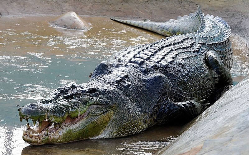 Trải nghiệm câu cá sấu có 1 0 2 tại khu du lịch Thuỷ Châu