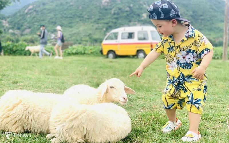 Check - in cùng những chú cừu xinh đẹp với tour hang Rái Nha Trang
