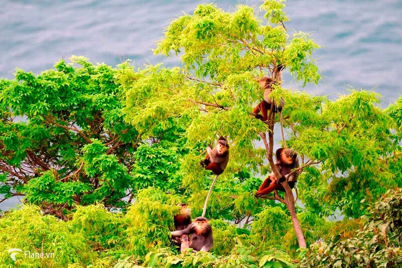 Khám phá hệ sinh thái động thực vật đa dạng tại bán đảo Sơn Trà