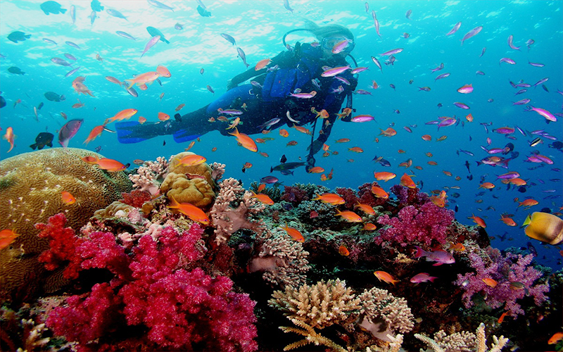 Trải nghiệm lặn biển ngắm san hô siêu thú vị
