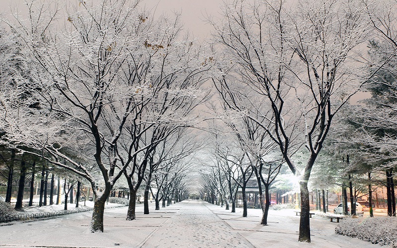 Mùa đông tuyết phủ khắp Hàn Quốc